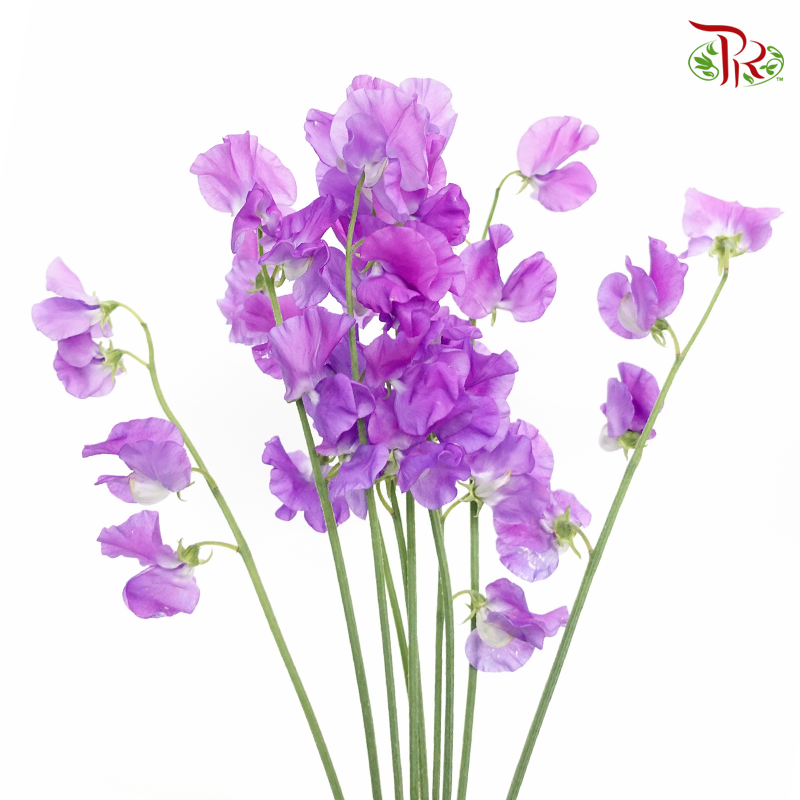 Sweet Pea - French Violet (10 stems) - Pudu Ria Florist