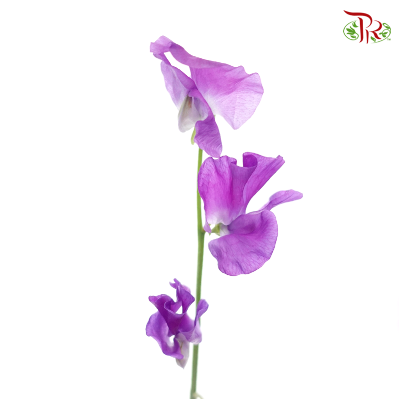 Sweet Pea - French Violet (10 stems) - Pudu Ria Florist