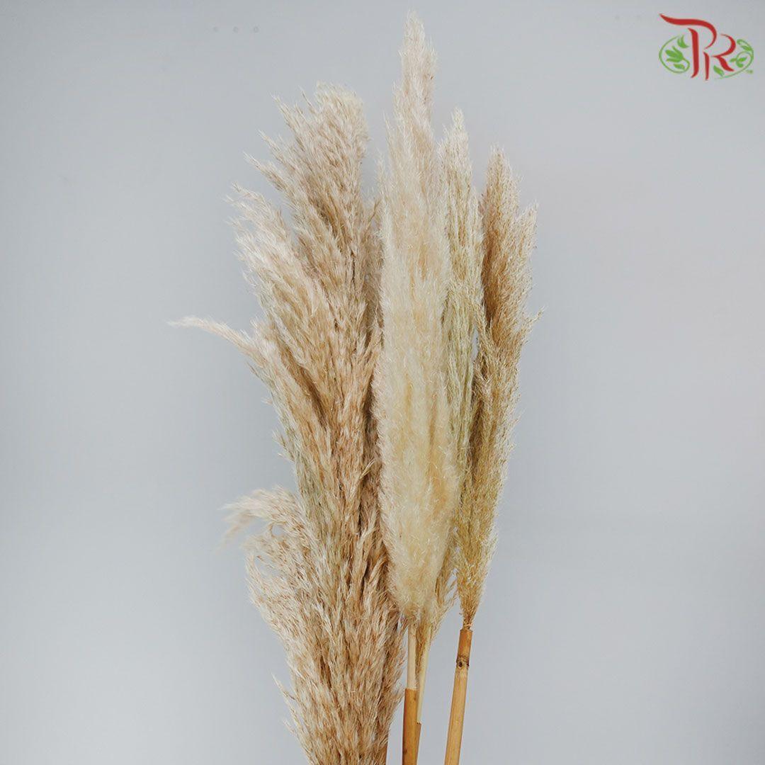 Import-Bleached-Italy-prflorist.com.my