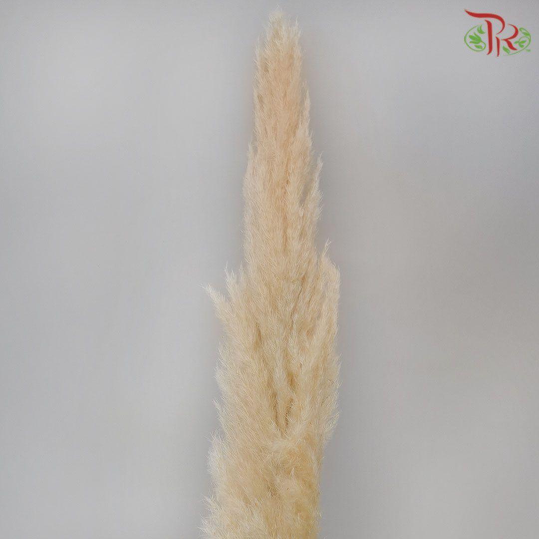 Import-Bleached-Italy-prflorist.com.my