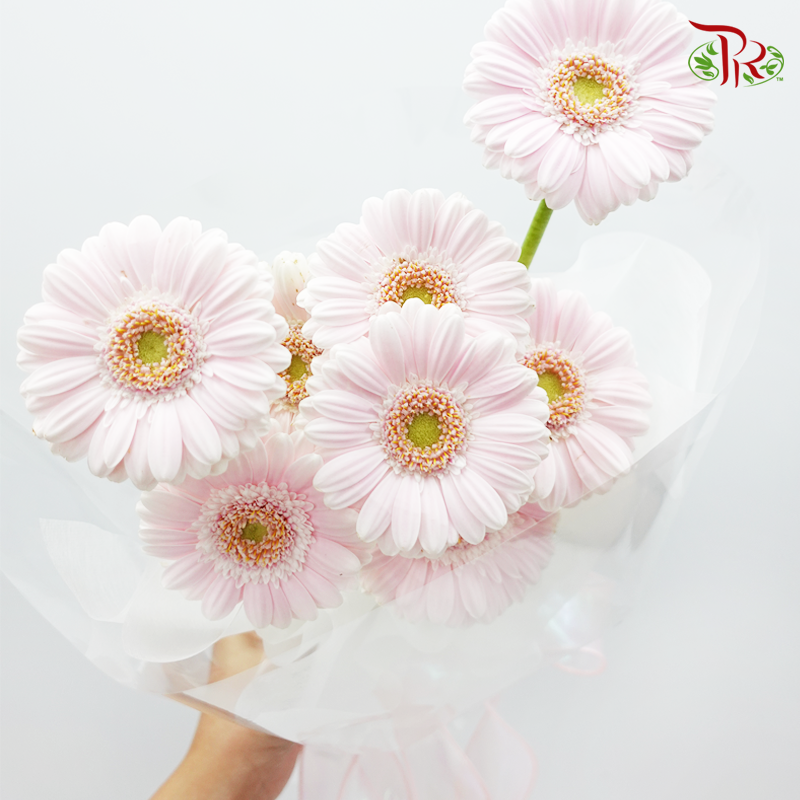 Imported Gerbera Pastel Colour Hand Bouquet (10 Stems)-Pudu Ria Florist-prflorist.com.my