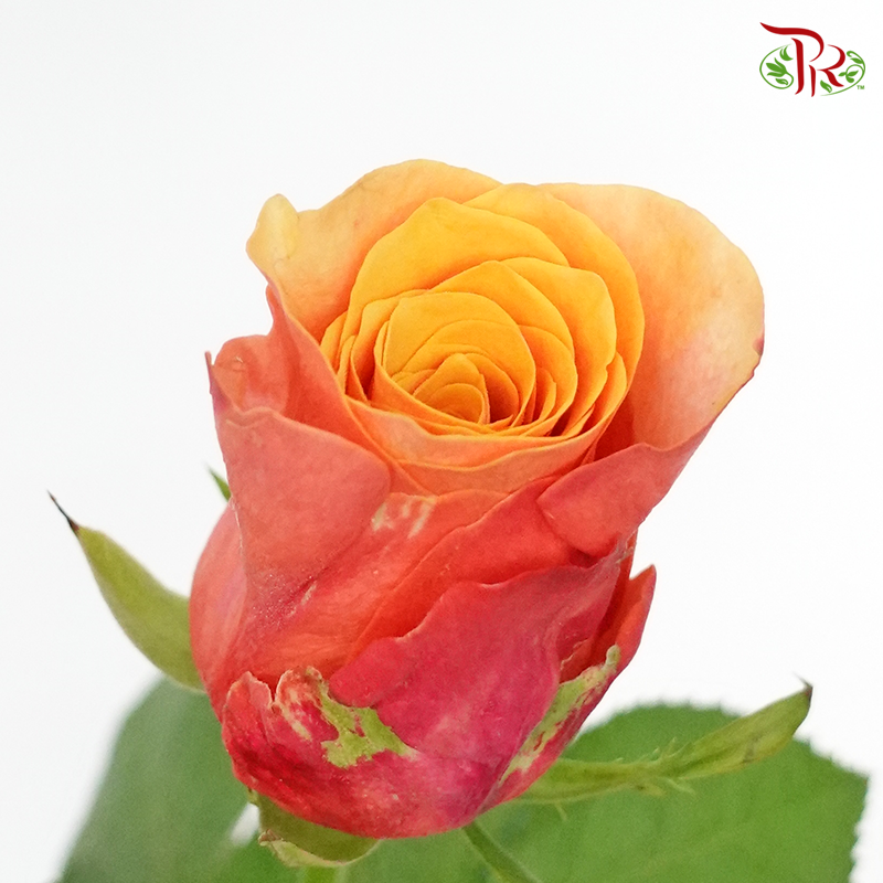 Rose Premium - Orange With Inner Yellow (19-20 Stems) - Pudu Ria Florist