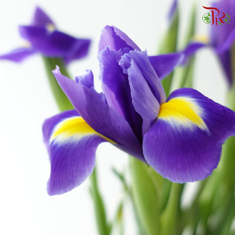 Iris 《鸢尾花》