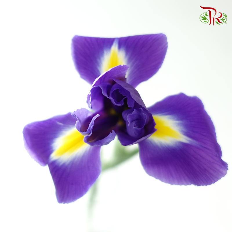 Iris 《鸢尾花》