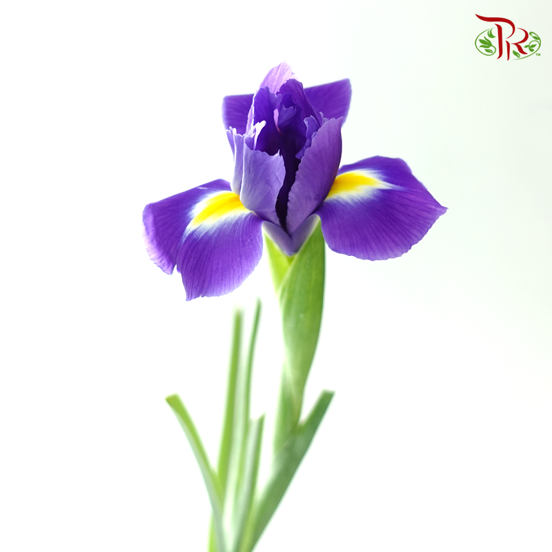 Iris 《鸢尾花》