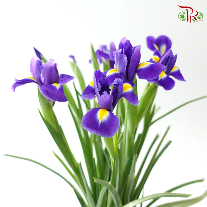 Iris 《鸢尾花》