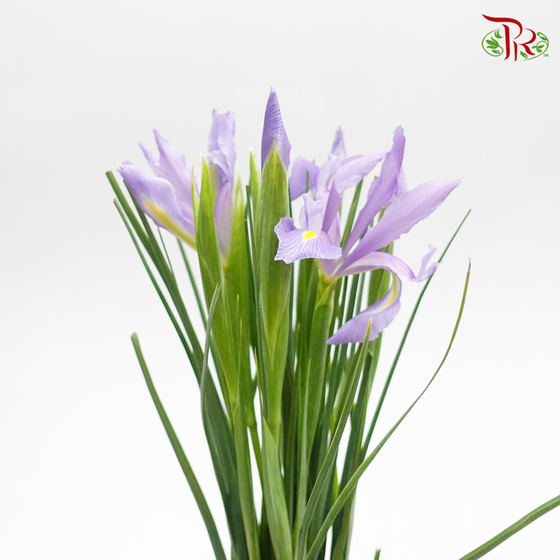 Iris - Lilac (10 Stems)-Lilac-Netherland-prflorist.com.my