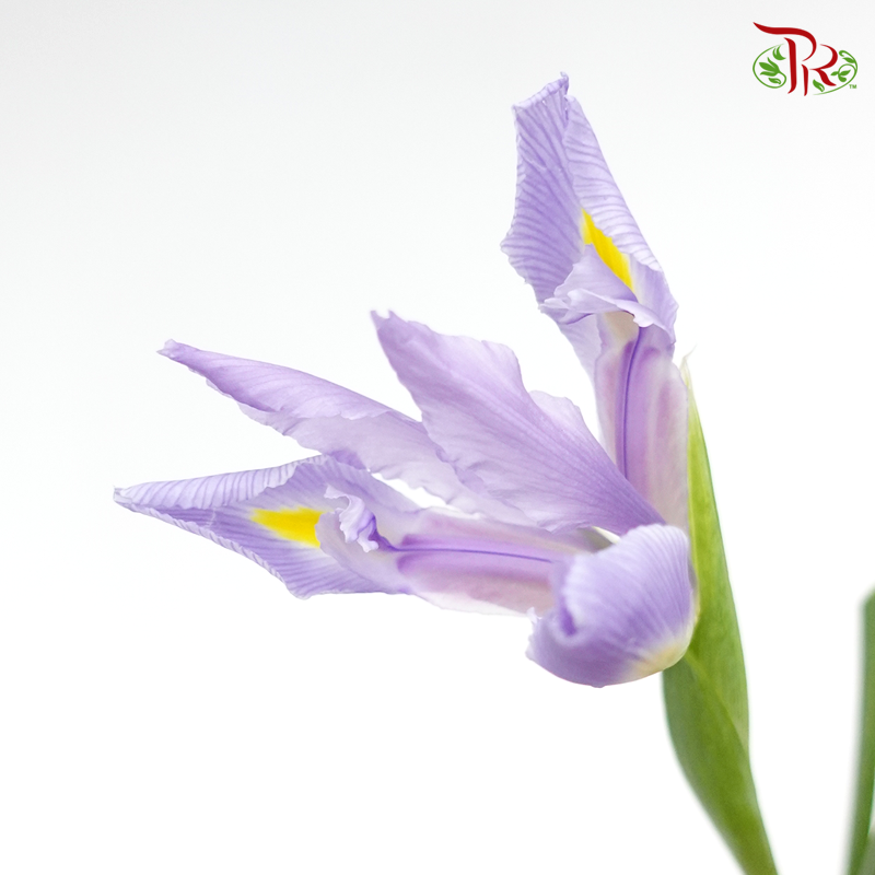 Iris - Lilac (10 Stems)-Lilac-Netherland-prflorist.com.my