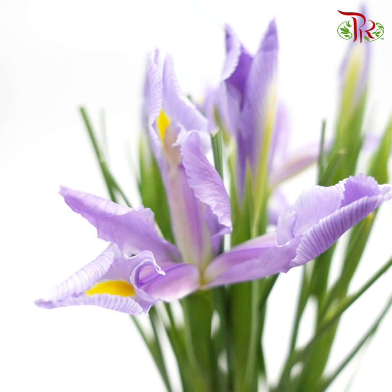 Iris - Lilac (10 Stems)-Lilac-Netherland-prflorist.com.my