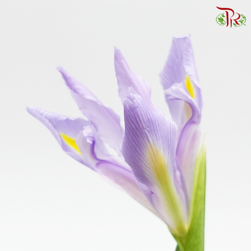 Iris - Lilac (10 Stems)-Lilac-Netherland-prflorist.com.my