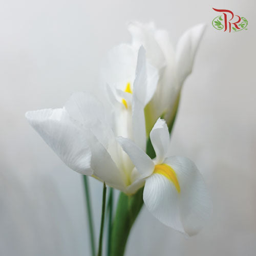 Iris Long Stems - White (10 Stems)-White-Netherland-prflorist.com.my