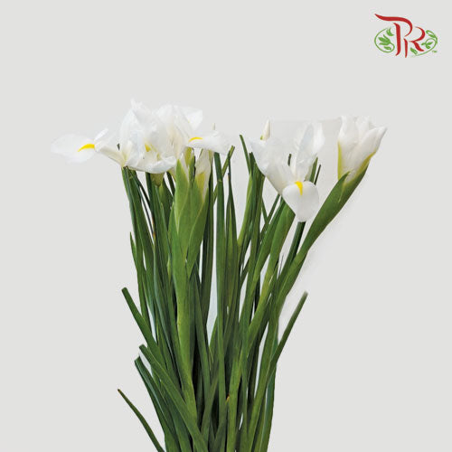 Iris Long Stems - White (10 Stems)-White-Netherland-prflorist.com.my