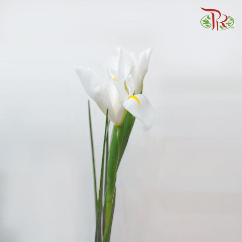 Iris Long Stems - White (10 Stems)-White-Netherland-prflorist.com.my