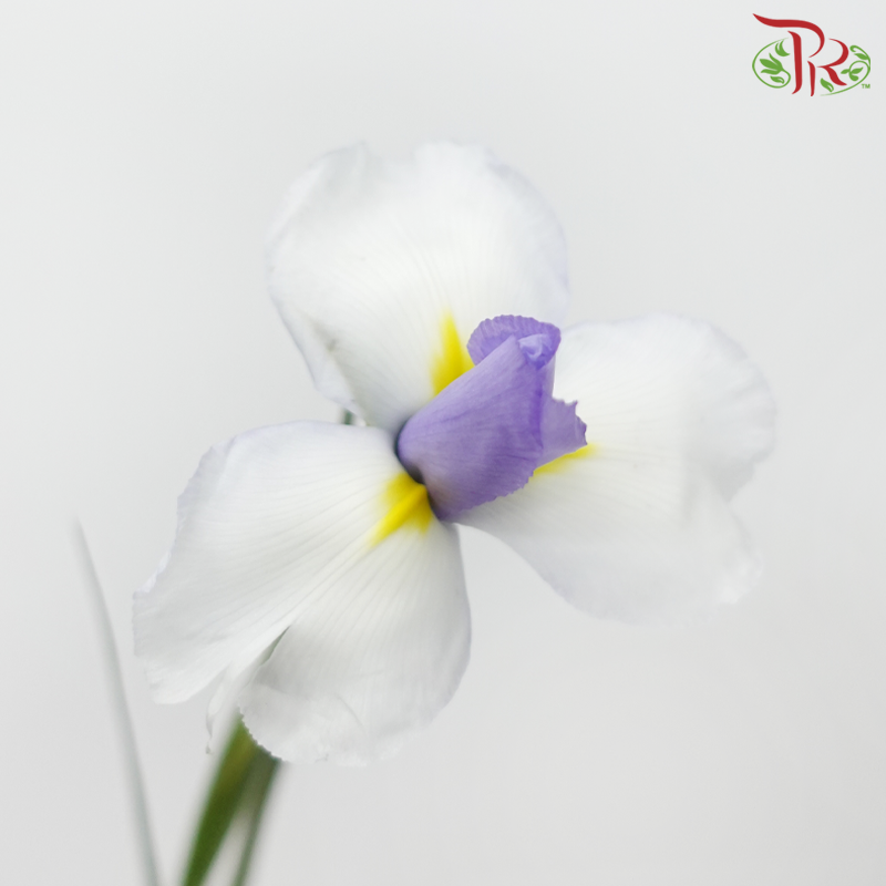 Iris - Purple (10 Stems)-Purple-Netherland-prflorist.com.my