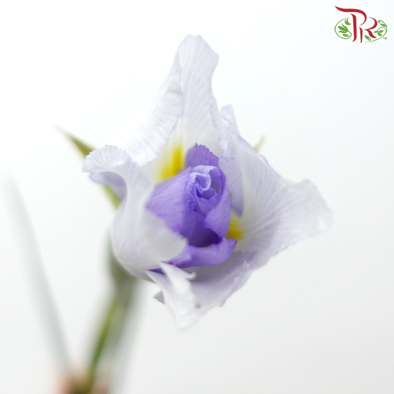 Iris - Purple (10 Stems)-Purple-Netherland-prflorist.com.my