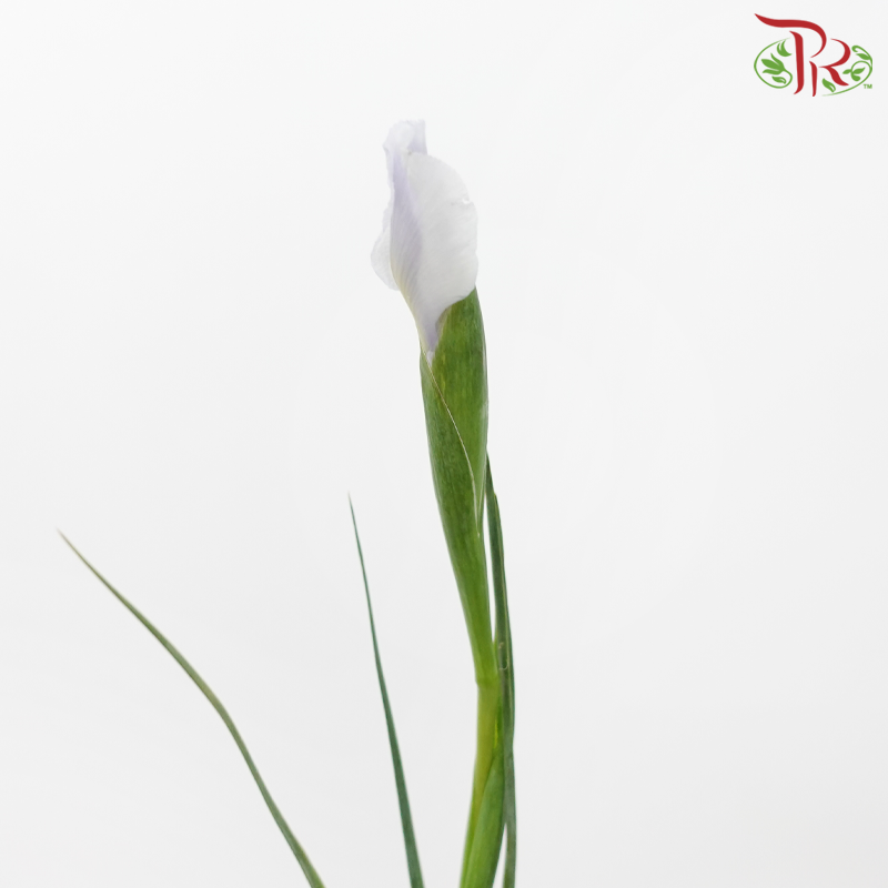 Iris - Purple (10 Stems)-Purple-Netherland-prflorist.com.my