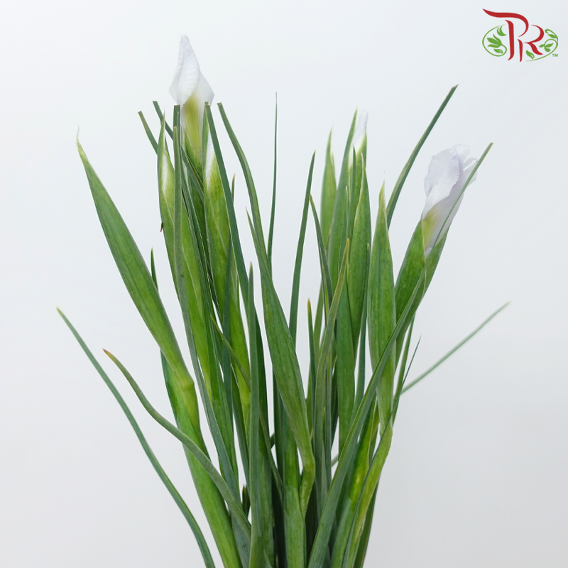 Iris - Purple (10 Stems)-Purple-Netherland-prflorist.com.my