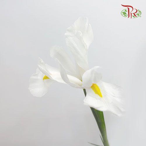 Iris - White (10 Stems)-White-Netherland-prflorist.com.my