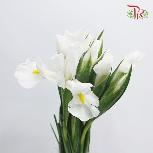 Iris - White (10 Stems)-White-Netherland-prflorist.com.my