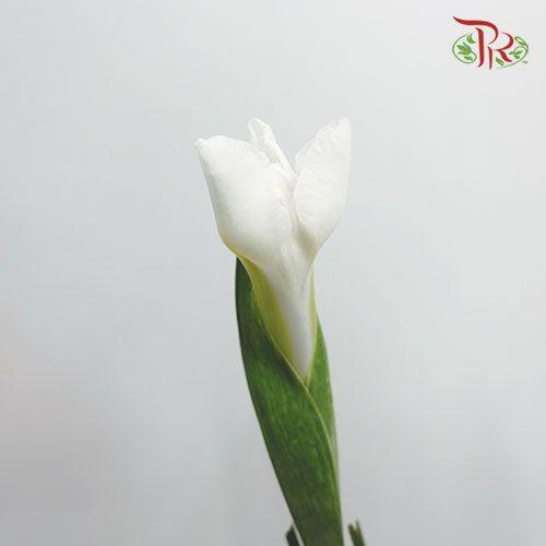 Iris - White (10 Stems)-White-Netherland-prflorist.com.my