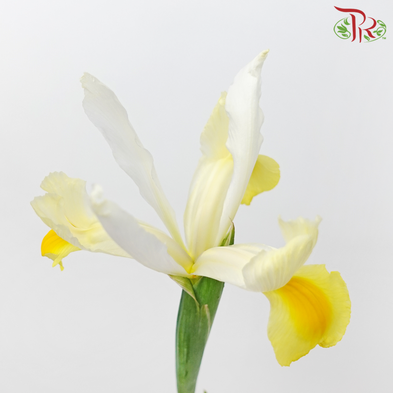 Iris - White & Yellow-White & Yellow-China-prflorist.com.my
