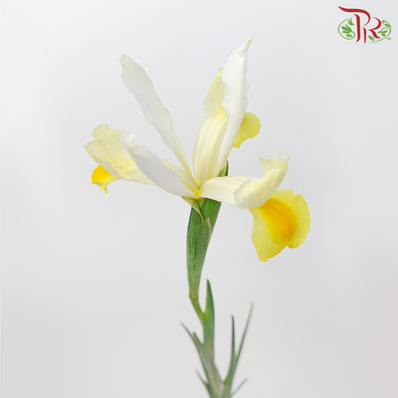 Iris - White & Yellow-White & Yellow-China-prflorist.com.my
