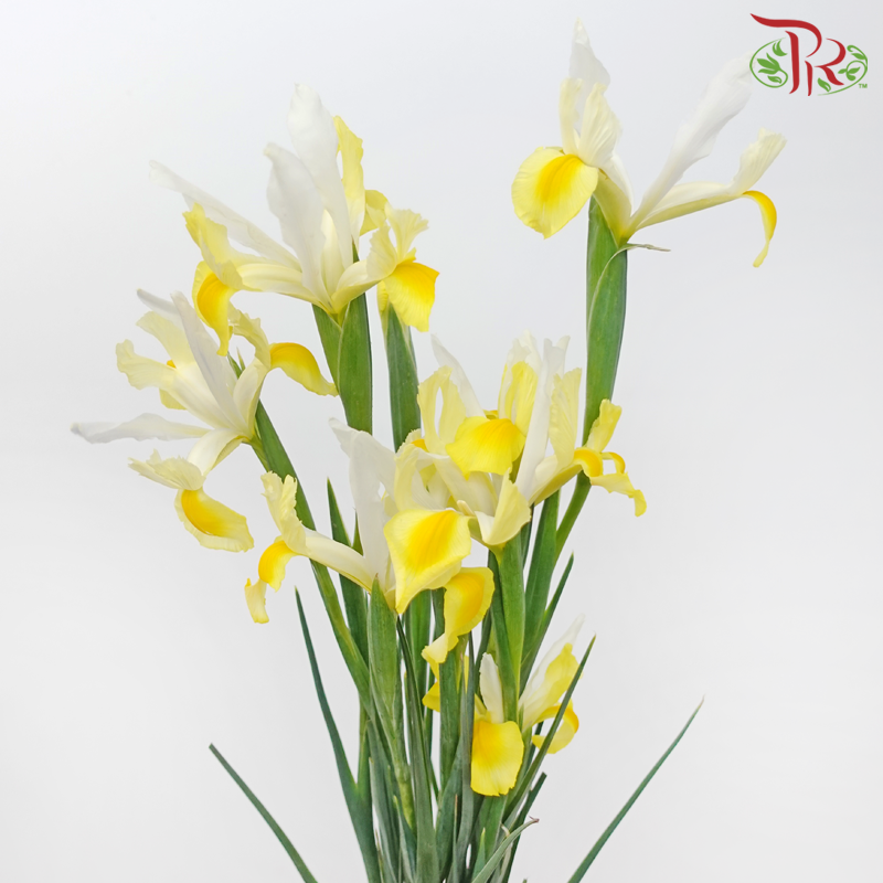 Iris - White & Yellow-White & Yellow-China-prflorist.com.my