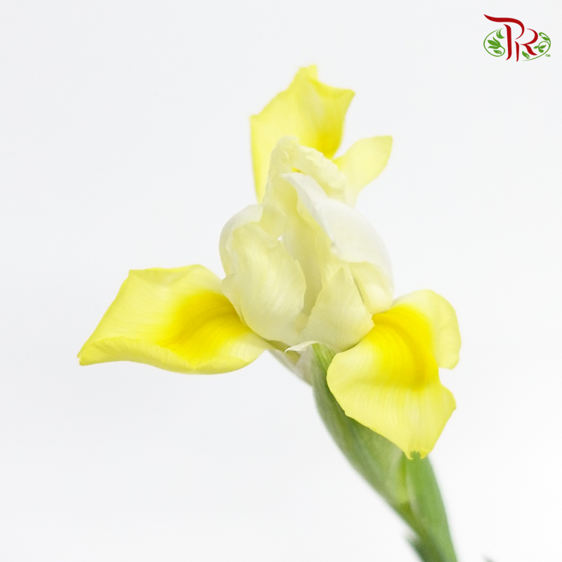 Iris- Yellow ( 10 Stems)-Yellow-Netherland-prflorist.com.my