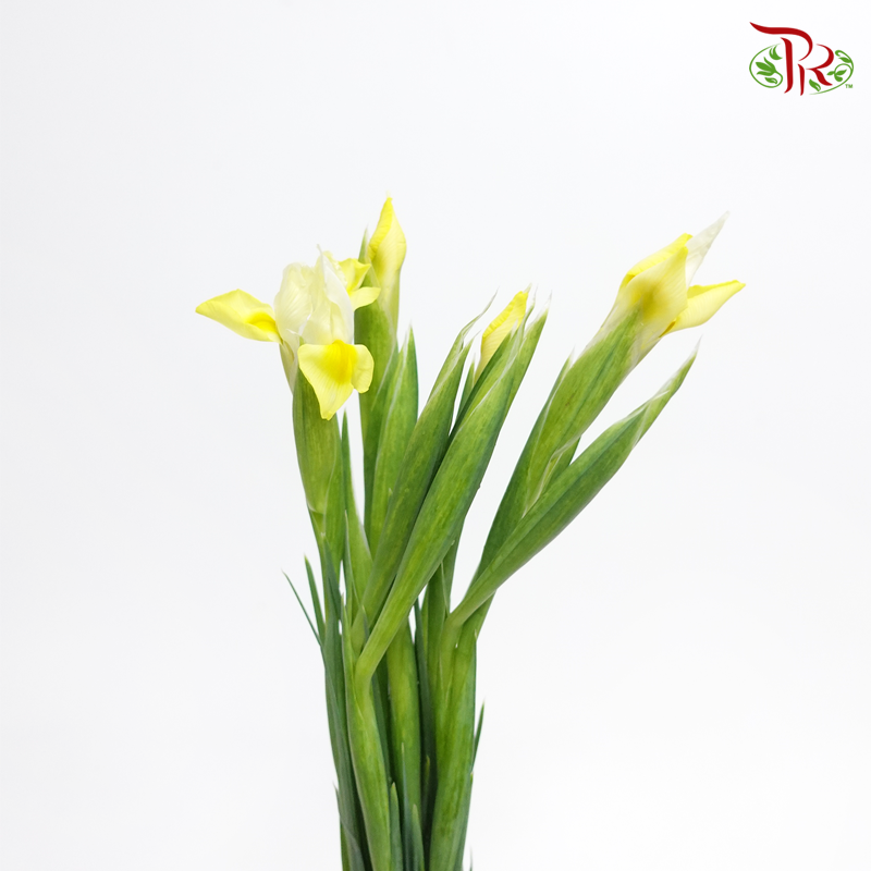 Iris- Yellow ( 10 Stems)-Yellow-Netherland-prflorist.com.my