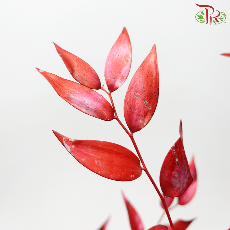 Italy Ruscus Dyed Metal Preservatives - Red (Per Bunch)-Red-Import-prflorist.com.my