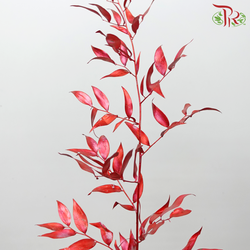 Italy Ruscus Dyed Metal Preservatives - Red (Per Bunch)-Red-Import-prflorist.com.my
