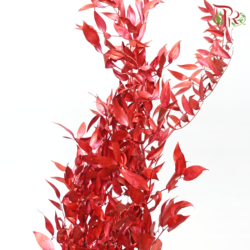 Italy Ruscus Dyed Metal Preservatives - Red (Per Bunch)-Red-Import-prflorist.com.my