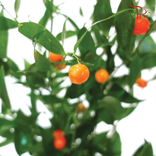 Italy Ruscus - (Per Bunch)-Netherland-prflorist.com.my