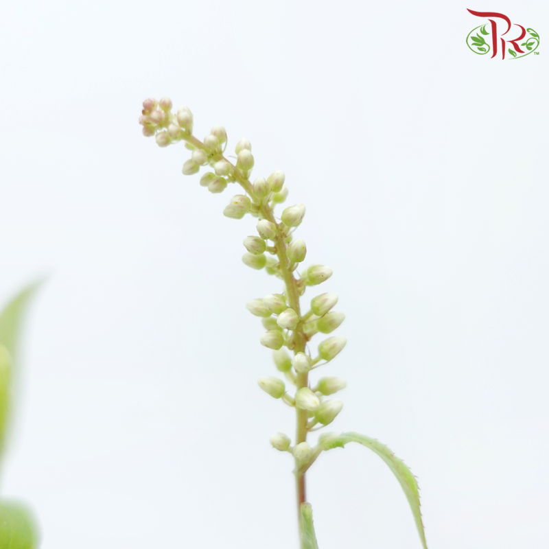 Itea Virginica - (2 Stems)-Japan-prflorist.com.my