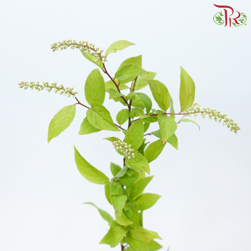 Itea Virginica - (2 Stems)-Japan-prflorist.com.my