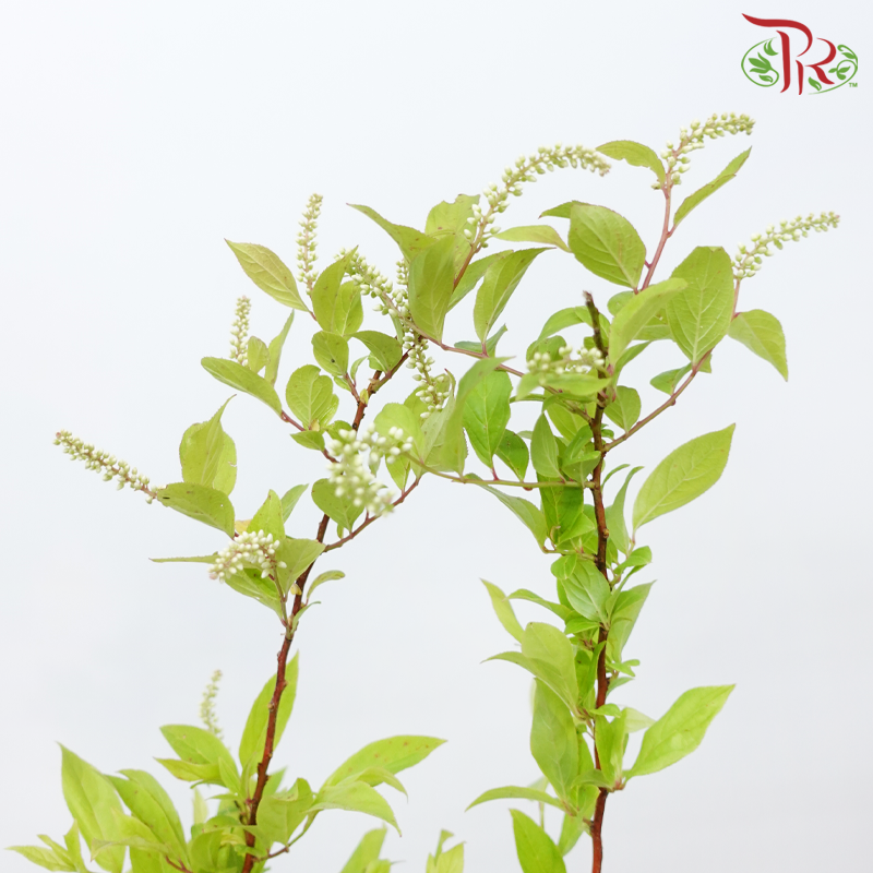Itea Virginica - (2 Stems)-Japan-prflorist.com.my