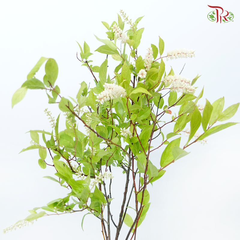 Itea Virginica - (2 Stems)-Japan-prflorist.com.my