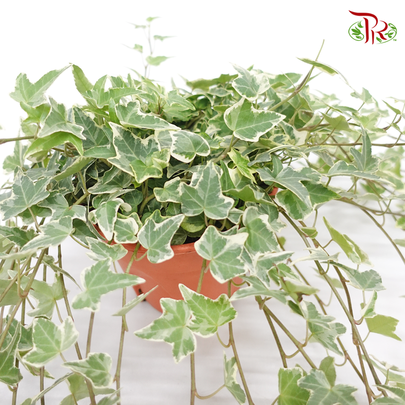Ivy - Hedera Variegated 《常春藤锦》-Pudu Ria Florist-prflorist.com.my
