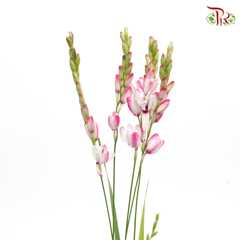 Ixia - Pink Tone ( 5 Stems)-Import-prflorist.com.my