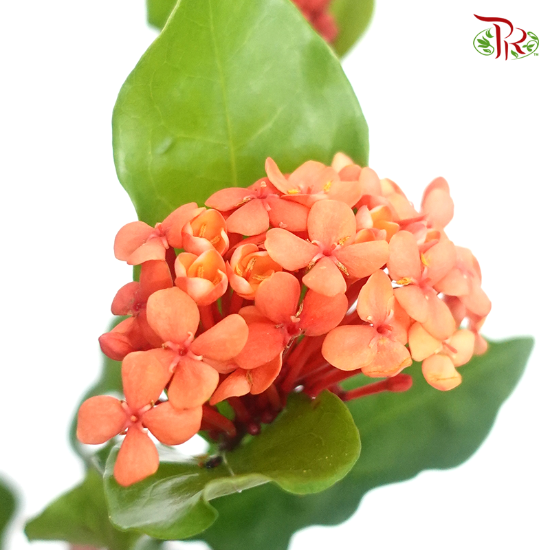 Ixora - Orange Red (Per Bunch)-Orange-China-prflorist.com.my
