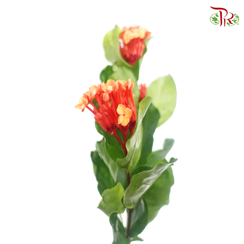 Ixora - Orange Red (Per Bunch)-Orange-China-prflorist.com.my