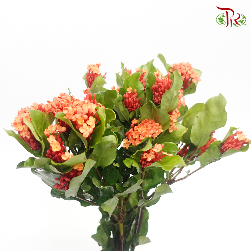Ixora - Orange Red (Per Bunch)-Orange-China-prflorist.com.my