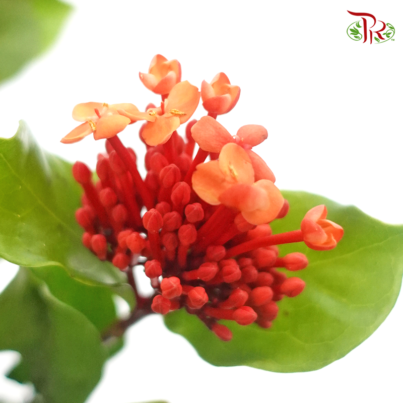 Ixora - Orange Red (Per Bunch)-Orange-China-prflorist.com.my