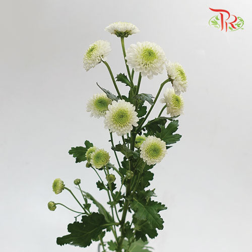 Pom Pom - Florini Doria White (10 Stems) - Pudu Ria Florist