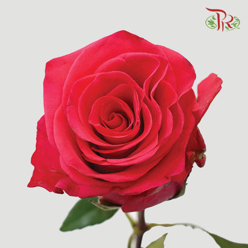F’tina Rose - VI Pink (25 Stems) - Pudu Ria Florist