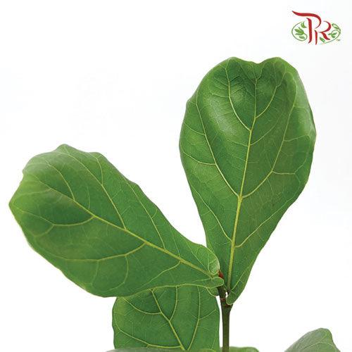 Ficus Lyrata《琴叶榕》(30cm / 40cm) - Pudu Ria Florist