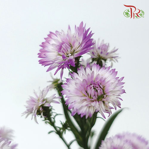 Peacock Tagetes Patula - (Per Bunch) - Pudu Ria Florist