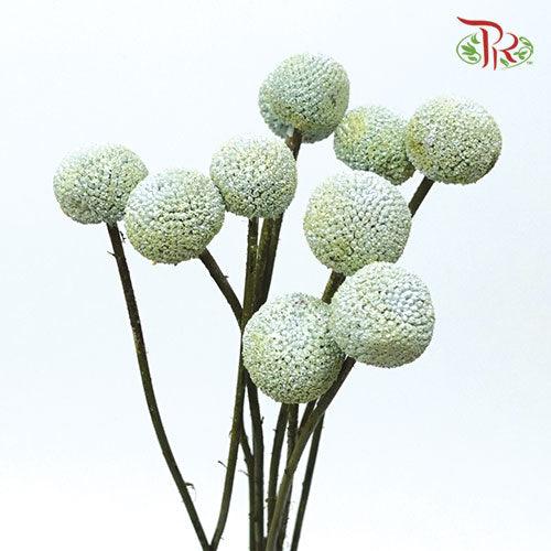 Craspedia Dyed - Light Blue (10 Stems) - Pudu Ria Florist