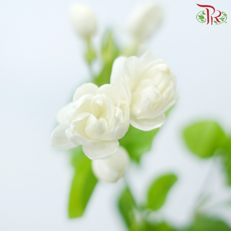 Jasmine Flower - White (Per Bunch)-White-China-prflorist.com.my