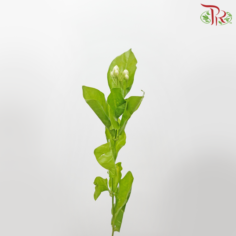 Jasmine Flower - White (Per Bunch)-White-China-prflorist.com.my